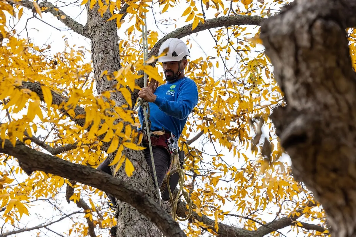 Skilled Tree Trimming crew working in Siren